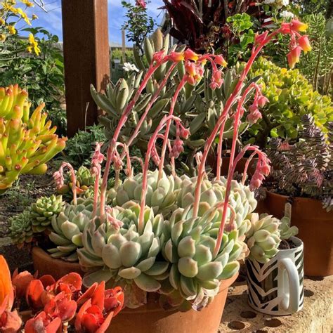 Succulents With Pink Flowers: A Colorful Addition To Your Garden