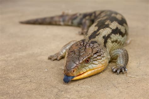 Blue-tongued Skink Facts, Habitat, Diet, Pet Care, Babies, Pictures