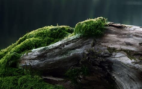 Forest Moss Wallpapers - Wallpaper Cave