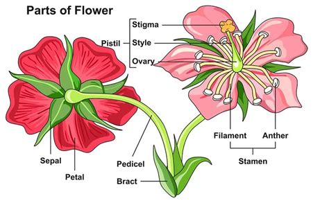 How to Learn the Parts of a Flower for Kids