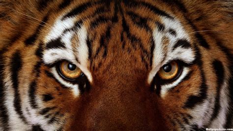 HD Angry Tiger Face Eyes Wallpaper | Download Free - 140623