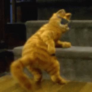 Funny Dancing Cat Gif