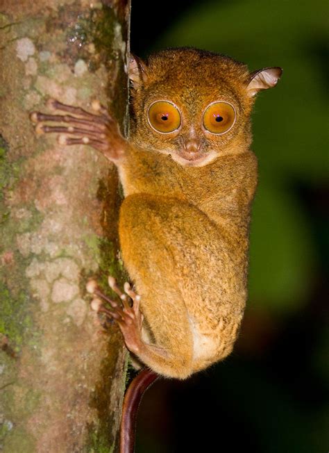 Tarsier Monkey Tail