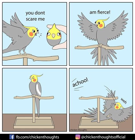 Funny Bird Memes | Humor de animales, Aves pajaros, Periquitos