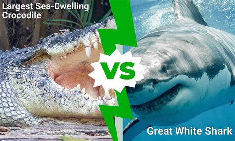 Epic Battles: The Largest Sea-Dwelling Crocodile vs. A Great White Shark - A-Z Animals