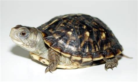 Ornate Box Turtle Facts, Habitat, Diet, Adaptations, Video