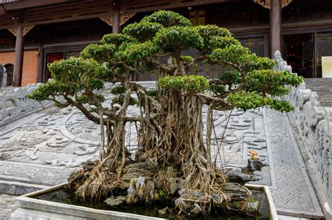 This Is How The Oldest Bonsai Tree In The Entire World Looks Like