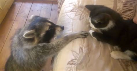 Cat Tries To Relax On The Bed. But When The Raccoon Sees Him, Watch His Paws... | LittleThings.com