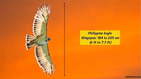 Philippine Eagle Wingspan: How Big Are They Comparison?