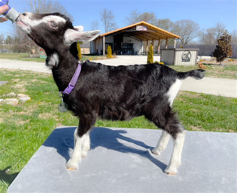 Full blooded Alpine Dairy goat, Aurora "DOE" Born 1-20-2023 | Harmony Lane Farms