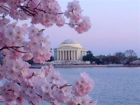 Washington DC Cherry Blossom Wallpaper - WallpaperSafari