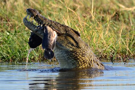 Crocodile Prey Botswana · Free photo on Pixabay