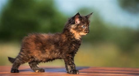 Are All Calico Cats Female? Discover Why Calicos Are Almost Always Girls