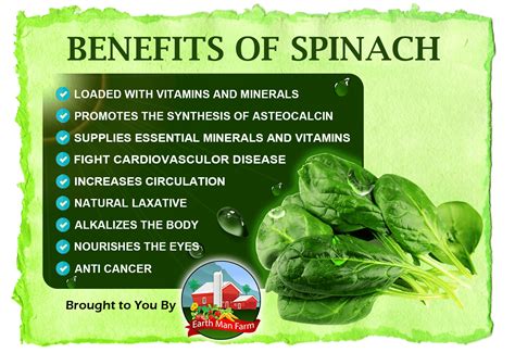 The Benefits of Spinach - Earth Man Farm