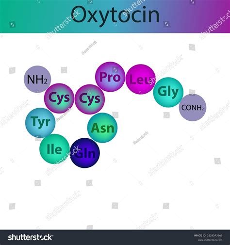 Oxytocin Hormone Peptide Primary Structure Biomolecule Stock Vector (Royalty Free) 2129243366 ...