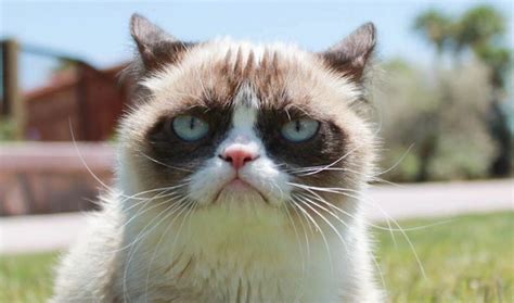 Did You Know Grumpy Cat Has A Movie Deal?