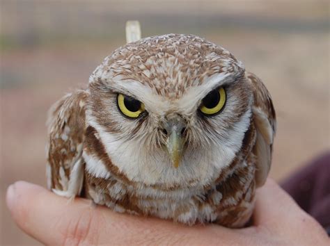 Burrowing Owls Find Unique Nests at Camp Umatilla - My Oregon News