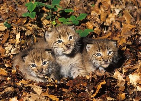 Iberian lynx successful breeding in Huelva and Cáceres- InSpain.news