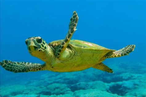 5-hour Caretta-Caretta Turtles Tour, Zakynthos