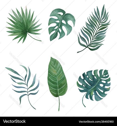 Tropical leaves collection Royalty Free Vector Image