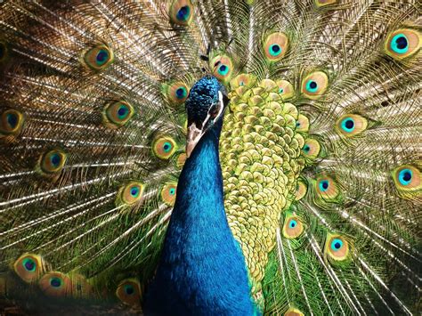 Extraordinary Collection of Over 999 Peacock Images in Full 4K Resolution