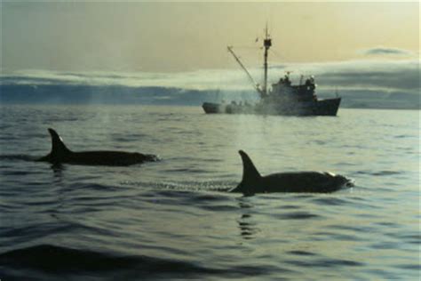 Oil Spill Response and Killer Whales | response.restoration.noaa.gov