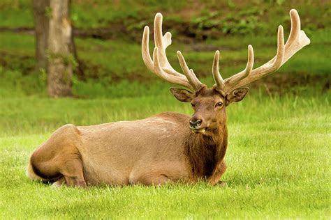 Bull Elk In Velvet, Estes Park, Colorado by Hiramtom