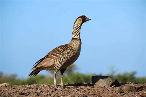 The Hawaii State Bird: Nene History & Facts - Hawaii Bird Guide