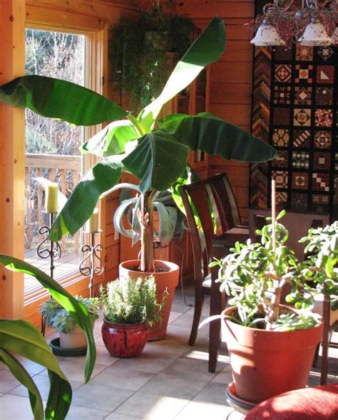 How To Grow Banana Trees In Pots… – Eco Snippets