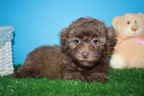 Malti Poo Puppies For Sale - Long Island Puppies