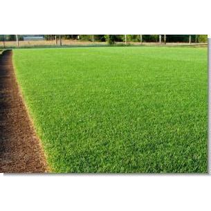 Perennial Ryegrass Seed - 5 Lbs. | Seed World