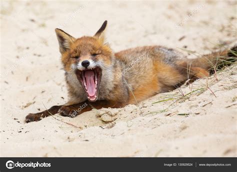 Wild red fox cub Stock Photo by ©pimleijen 130929524