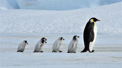 🔥 [50+] Penguin Family Wallpapers | WallpaperSafari