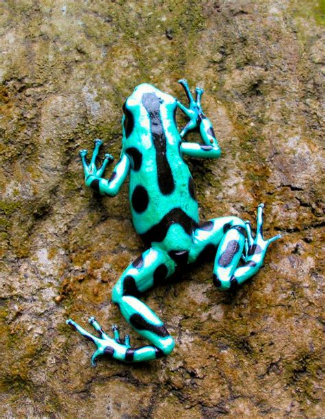 green poison dart frog | frogs | Pinterest