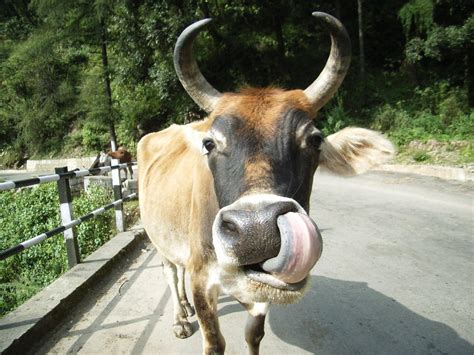 Unique Animals blogs: Cows Photos, Indian Cows Photos - Animals Zoo Park