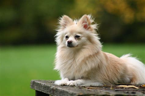 Pomeranian Dogs & Puppies – Pom-Pals