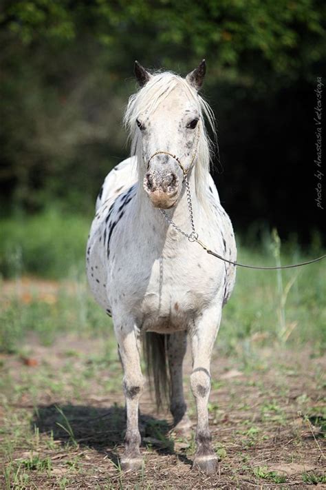 398 best images about Pony Of The Americas/Appaloosa Ponies/British Spotted Pony on Pinterest ...