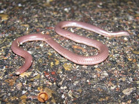 AnliKira: Western Blind Snake ( Leptotyphlops Humilis )