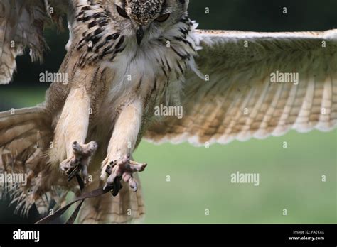 Bengal eagle owl flight hunting fields talons pounce feathersindian eagle owl hi-res stock ...