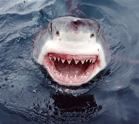 Shark Jaws | Facts About Sharks | DK Find Out