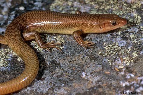 California Skinks - Eumeces (=Plestiodon)