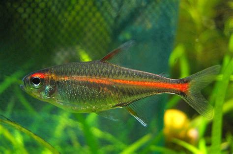 Quiet Corner:Neon Tetra -Fish Guide - Quiet Corner