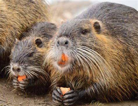 Nutria Eradication Will Require Sustained Efforts