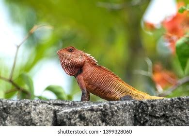 Male Oriental Garden Lizard Changeable Lizard Stock Photo 1399328060 | Shutterstock