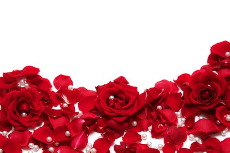 Red Roses White Background | Gallery Yopriceville - High-Quality Free ...