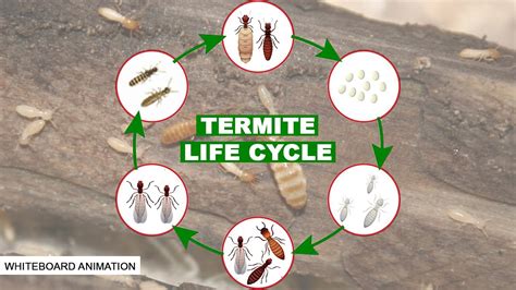 THE LIFE CYCLE OF THE TERMITE - YouTube