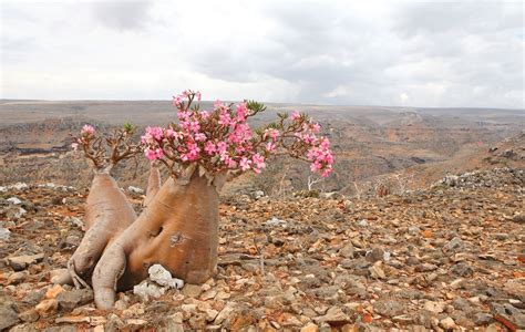 Socotra | Island, Map, & Facts | Britannica