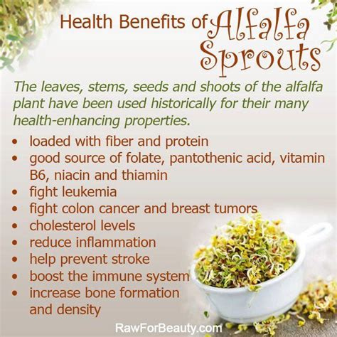 Health Benefits of Alfalfa Sprouts | Sprouts nutrition, Health and nutrition, Healthy