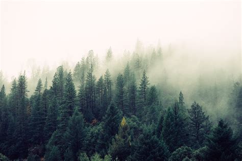 Pine forest, landscape, mist, pine trees HD wallpaper | Wallpaper Flare