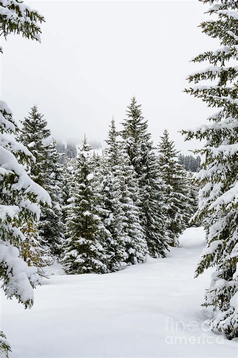 Snowy Pine trees in winter in the Austrian Alps Photograph by Sjoerd Van der Wal